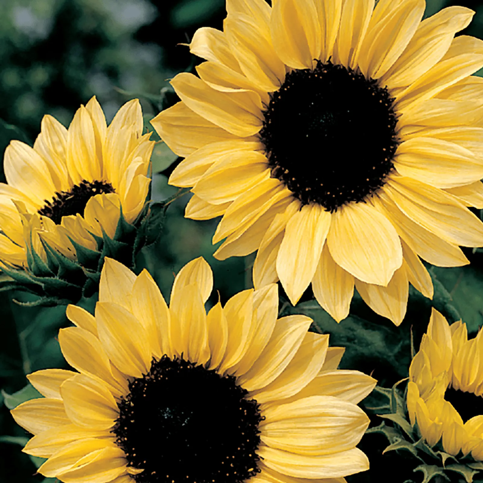 Moonshine Sunflower