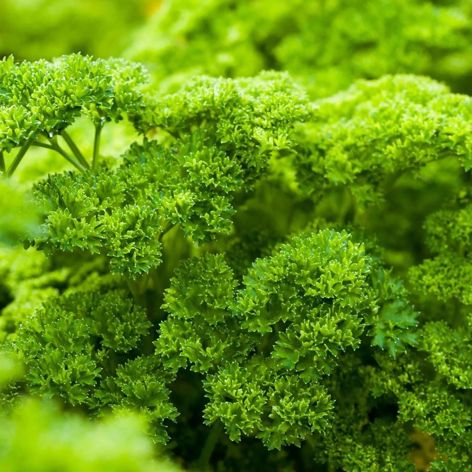 Moss Curled Parsley