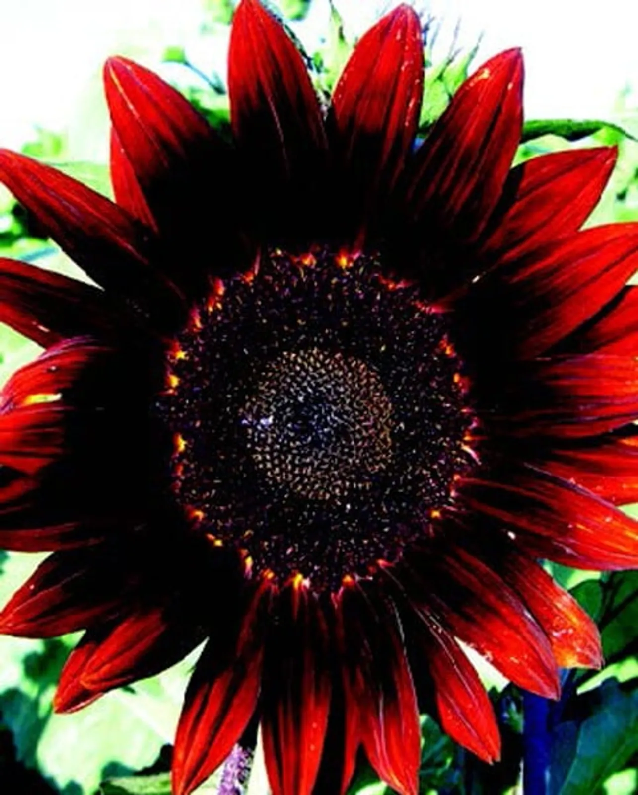 Moulin Rouge Sunflower