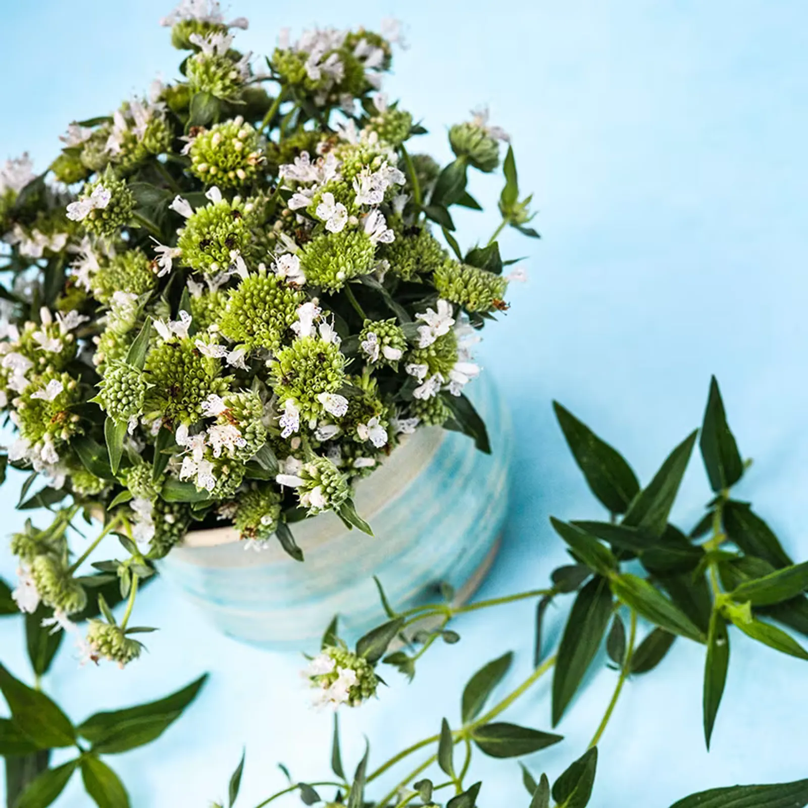 Mountain Mint