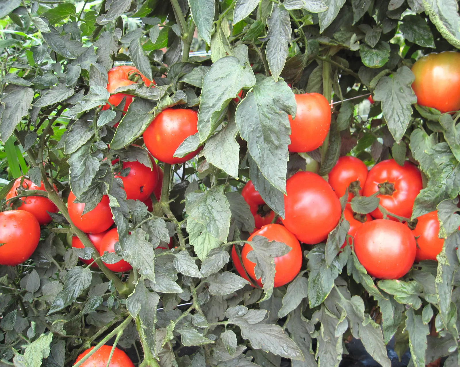 Mountain Merit Hybrid Slicing Tomatoes