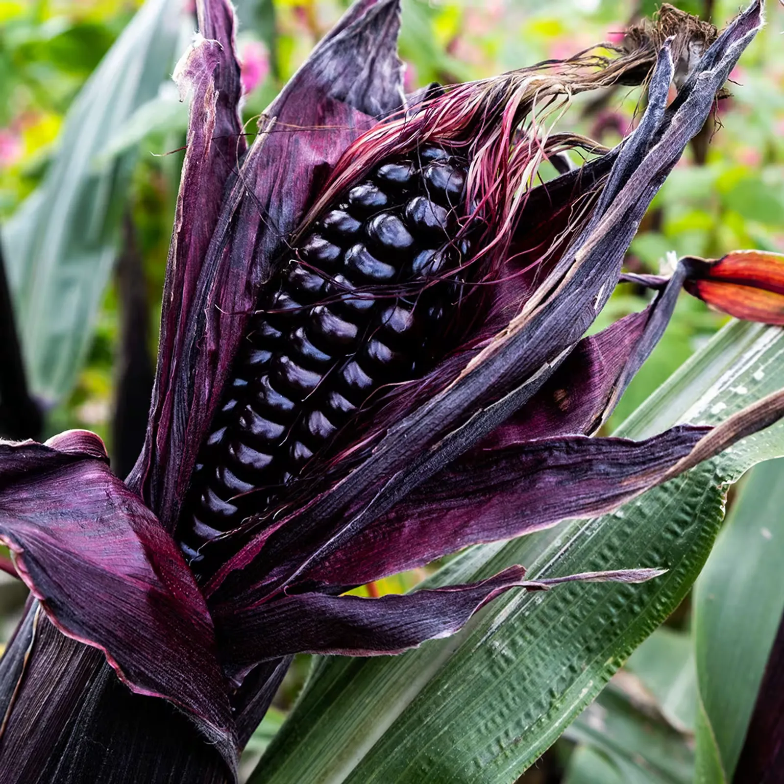 Mountain Morado Corn