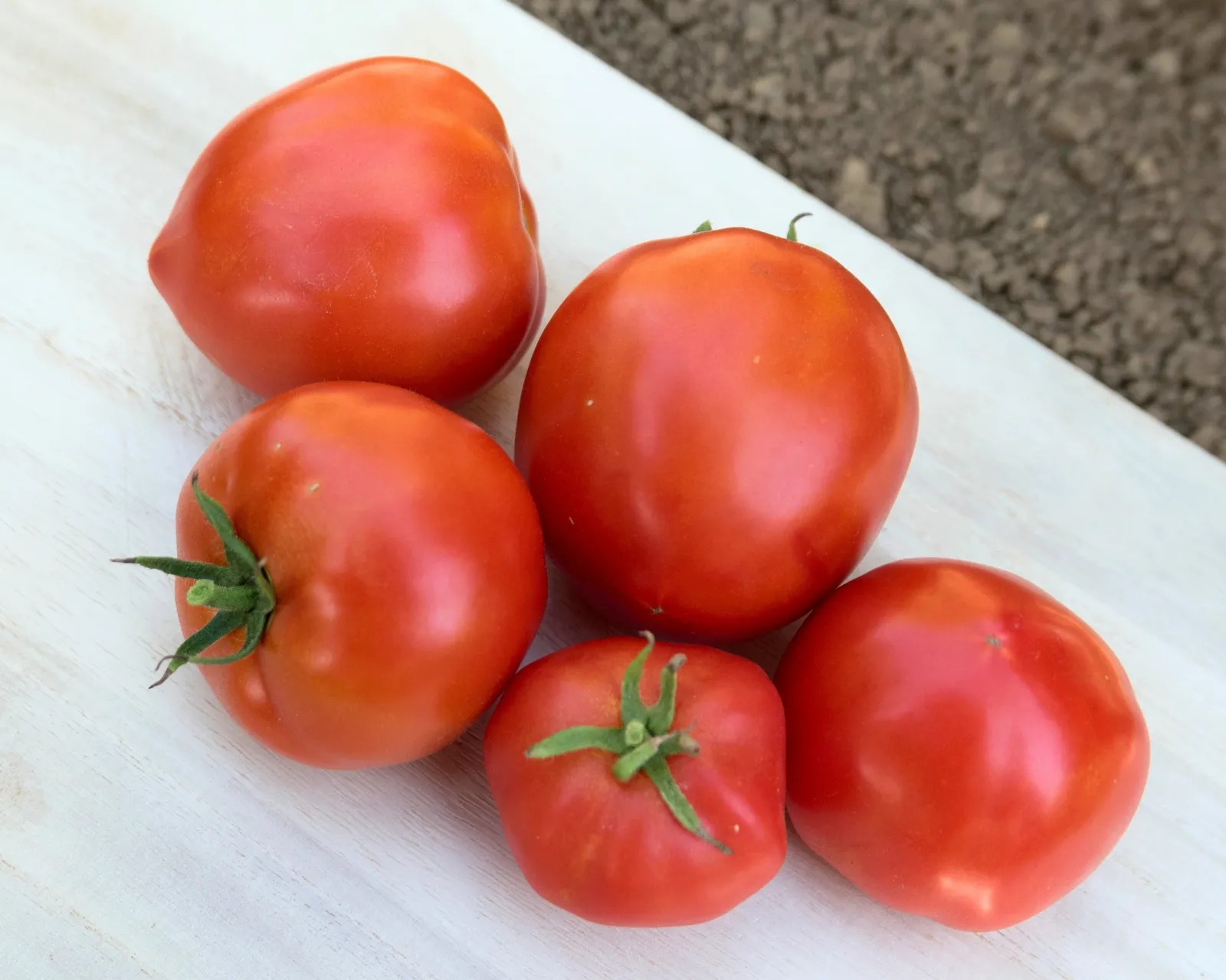 Mountain Pride Tomatoes