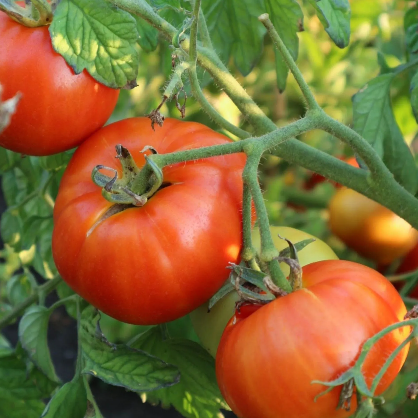 Mountain Princess Tomatoes