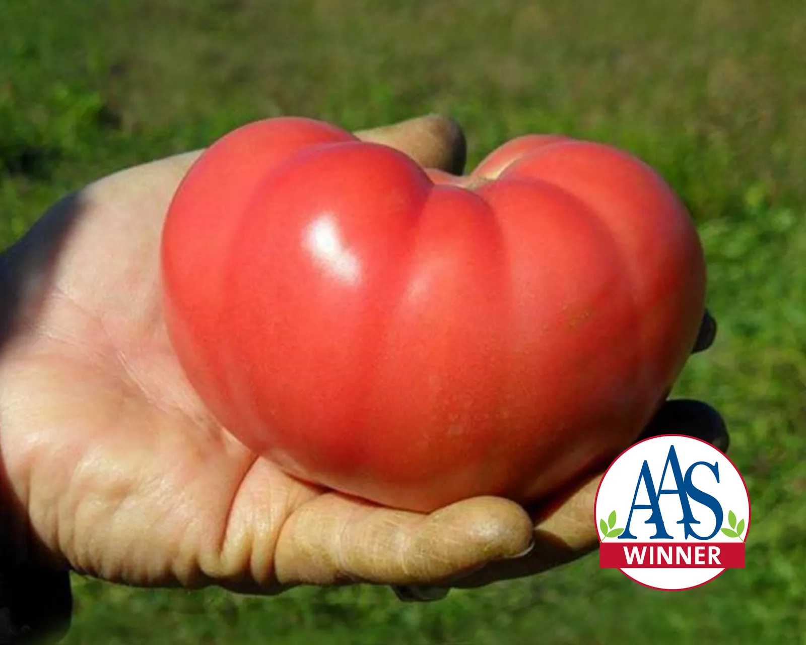 Mountain Rouge Tomatoes