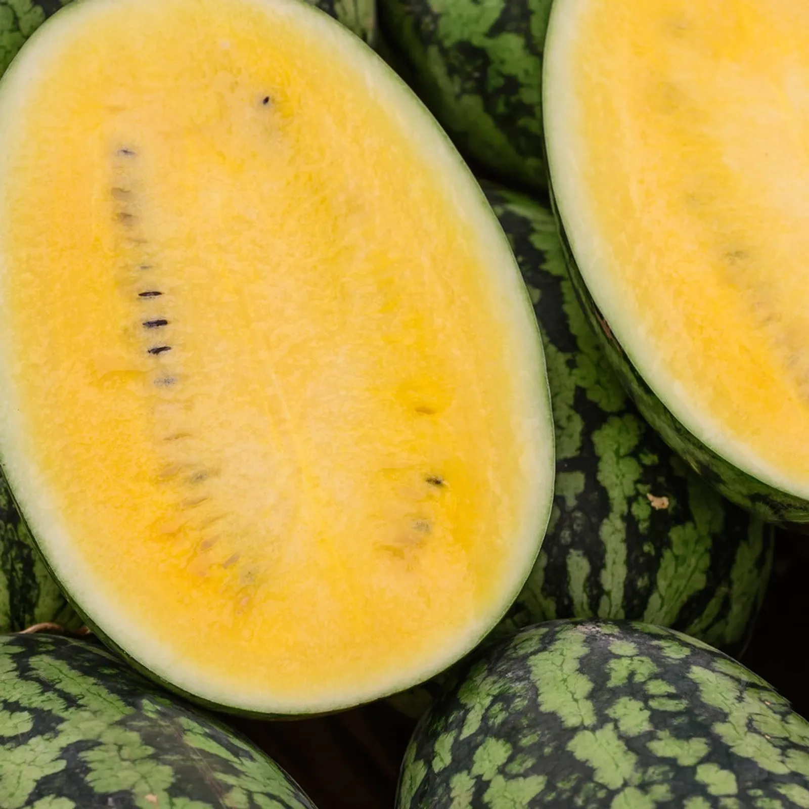 Mountain Sweet Yellow Watermelon