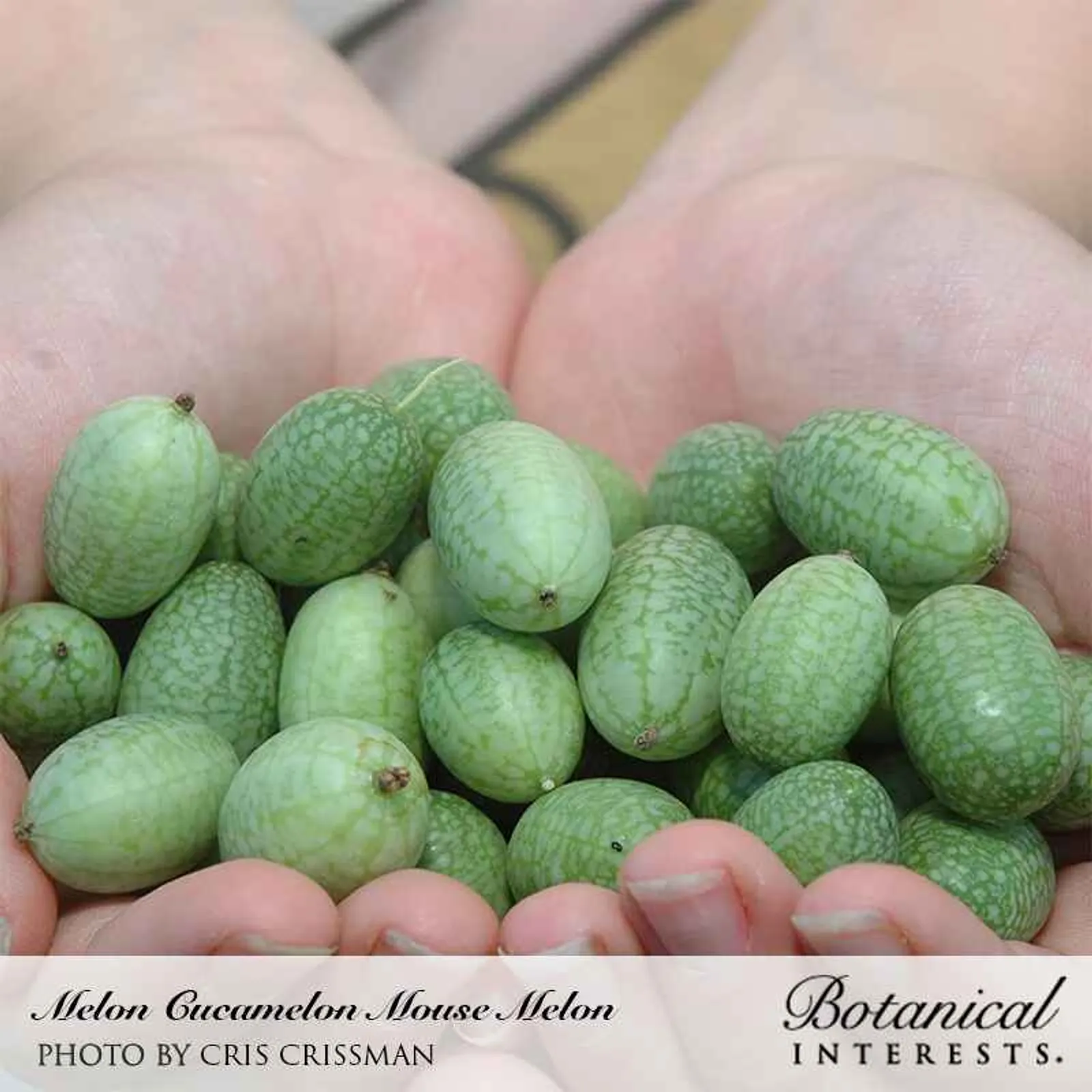 Cucamelon Cucumbers