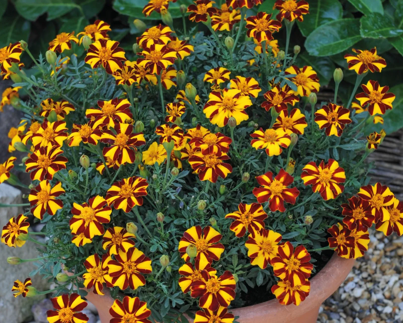 Mr. Majestic Marigold
