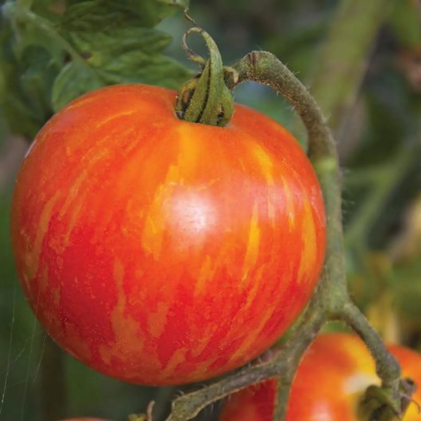 Mr. Stripey Tomatoes