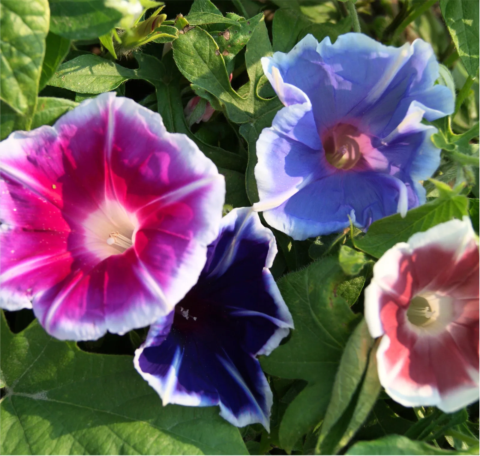 Mt. Fuji Mix Morning Glory