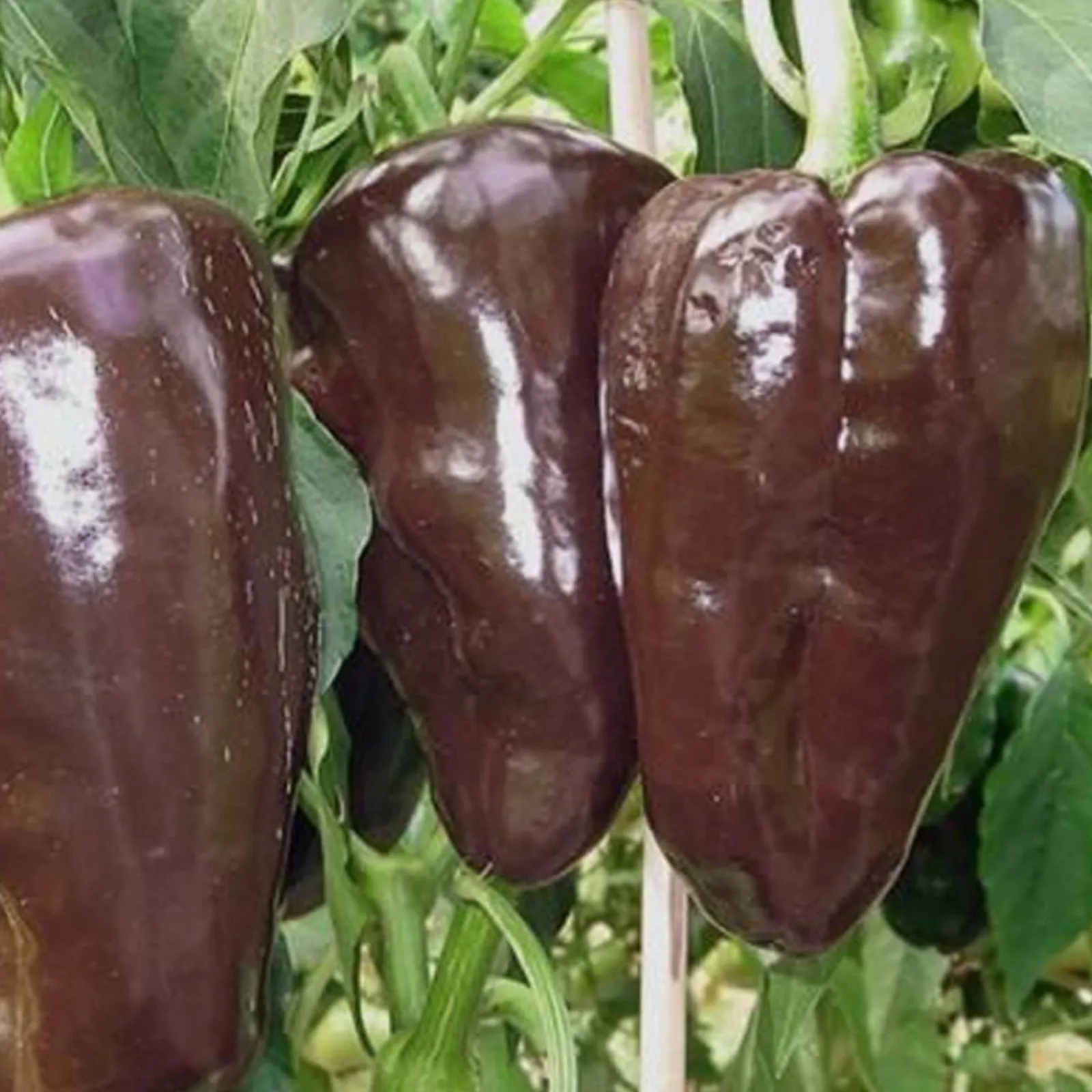 Mulato Isleno Peppers