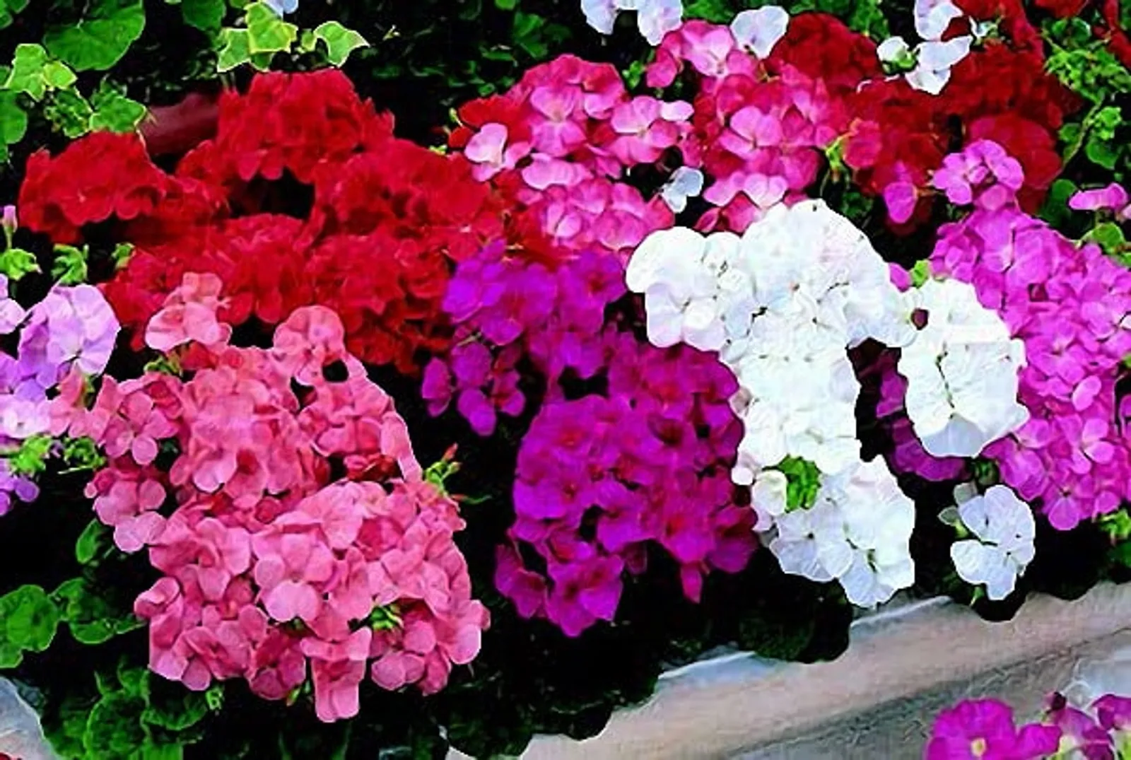 Multibloom Formula Mix Geranium