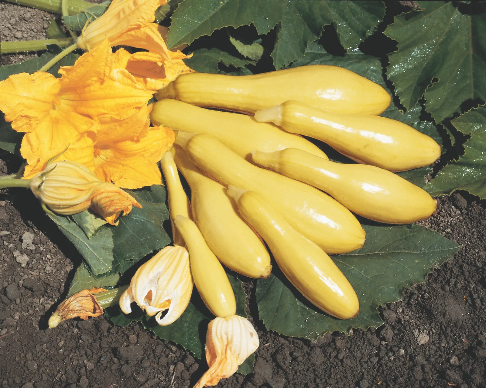 Multipik Squash