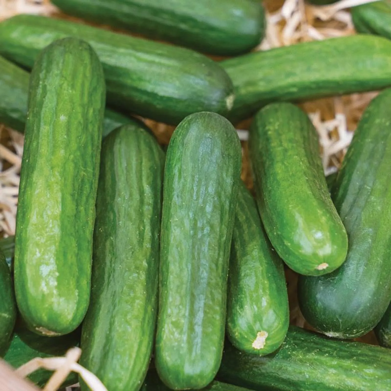 Muncher Cucumbers