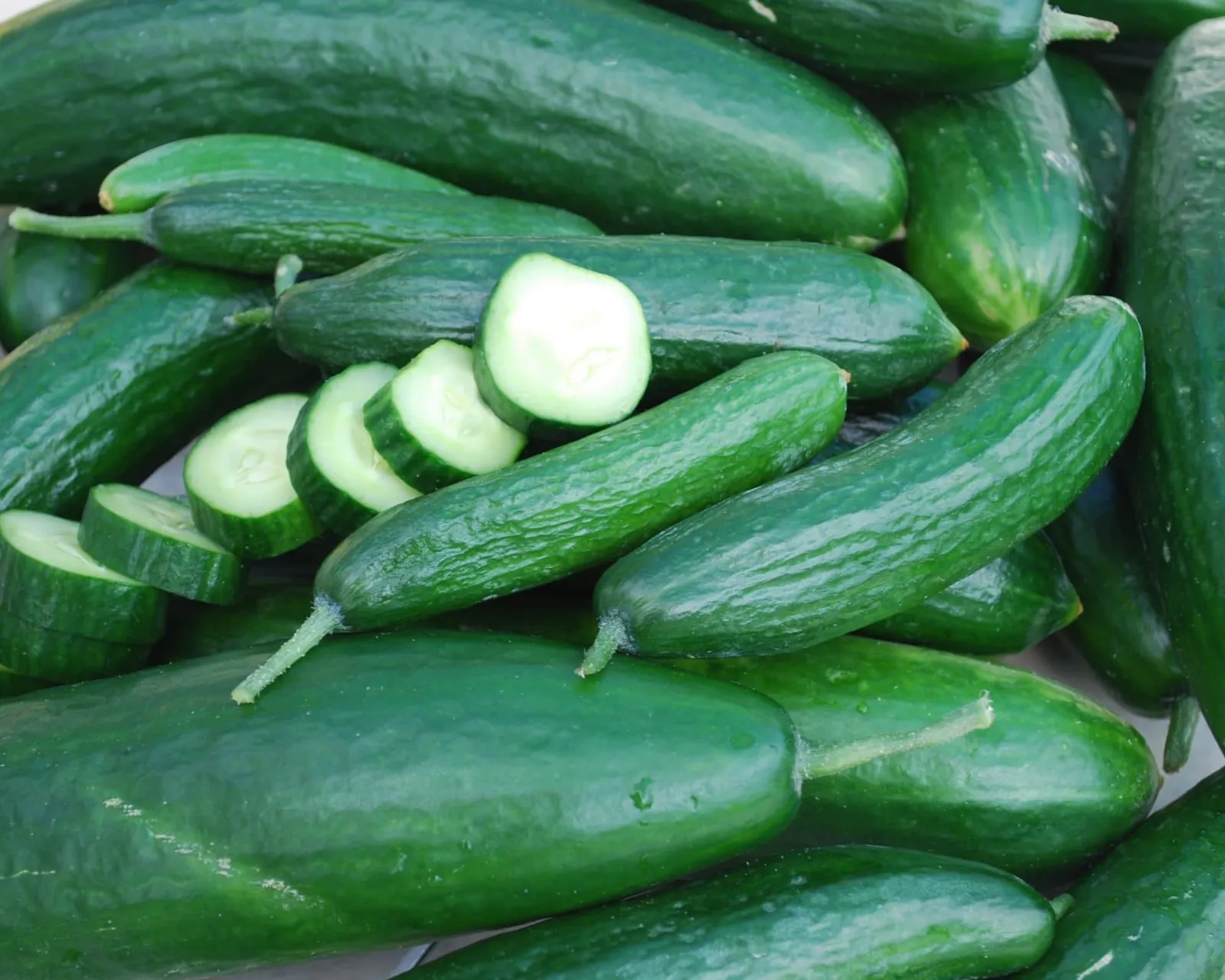 Muncher Burpless Cucumbers