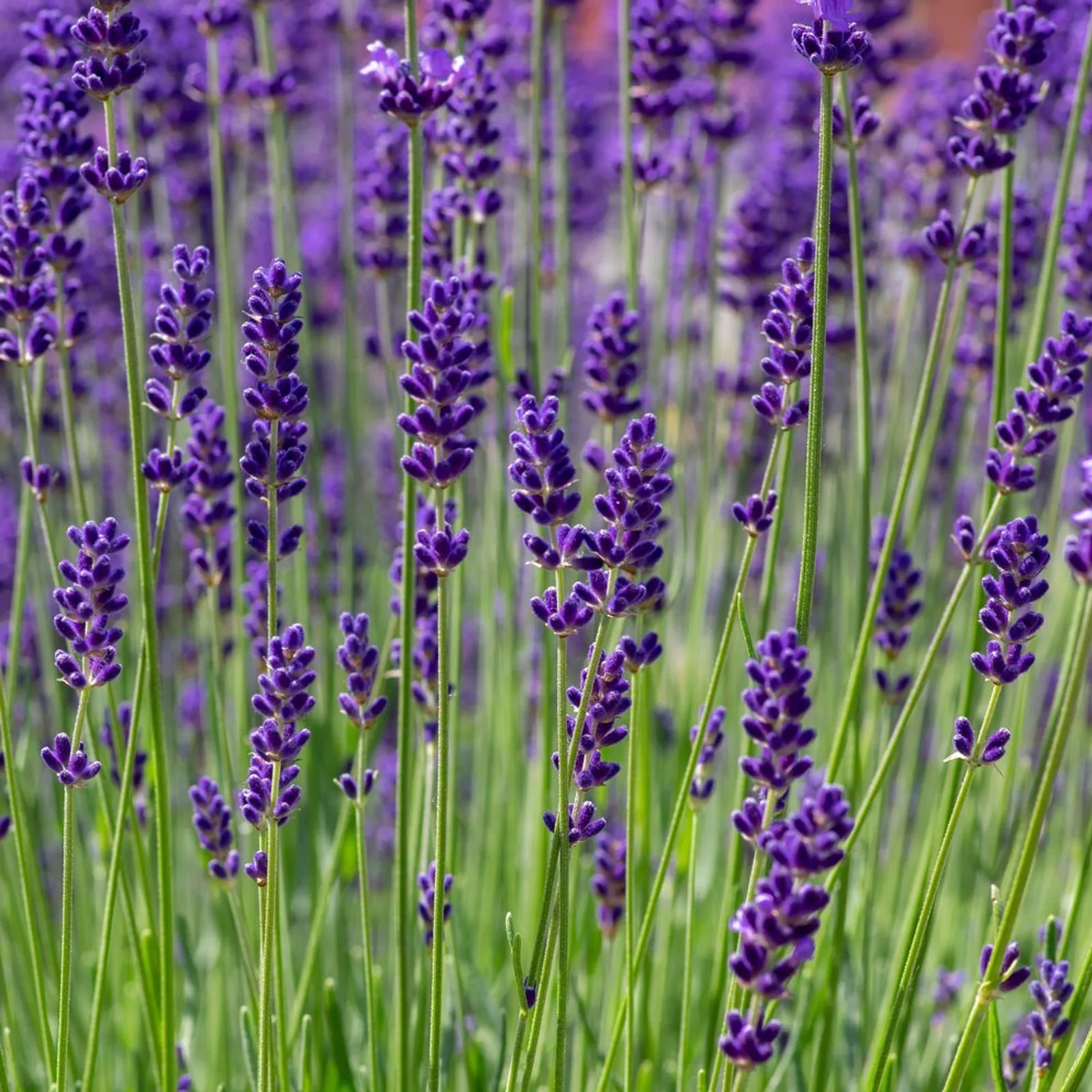 Munstead Lavender
