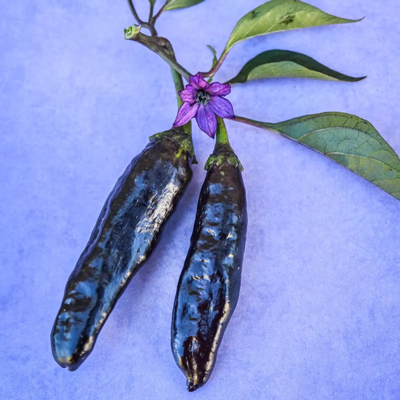 Murasaki Purple Peppers