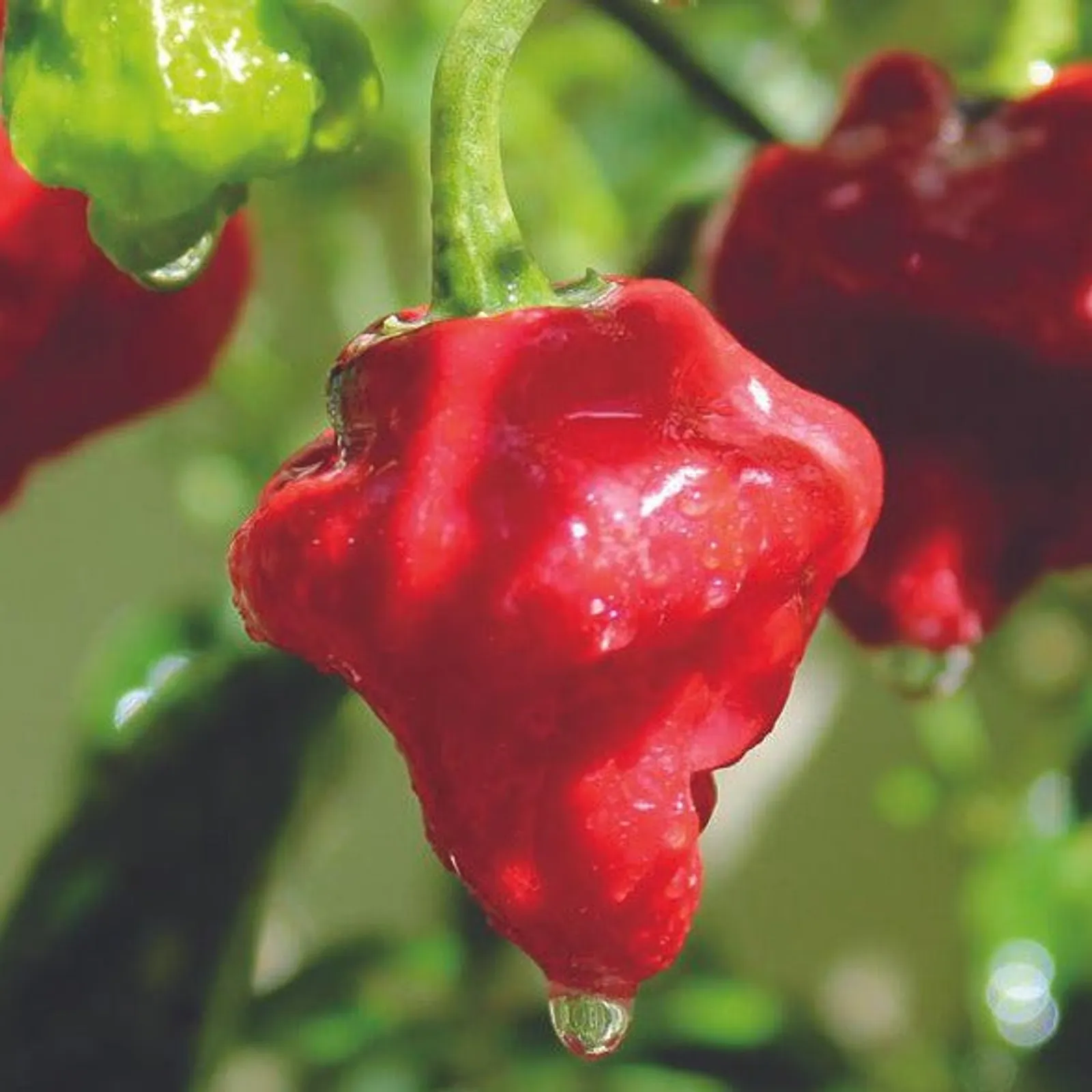 Mushroom Red Peppers
