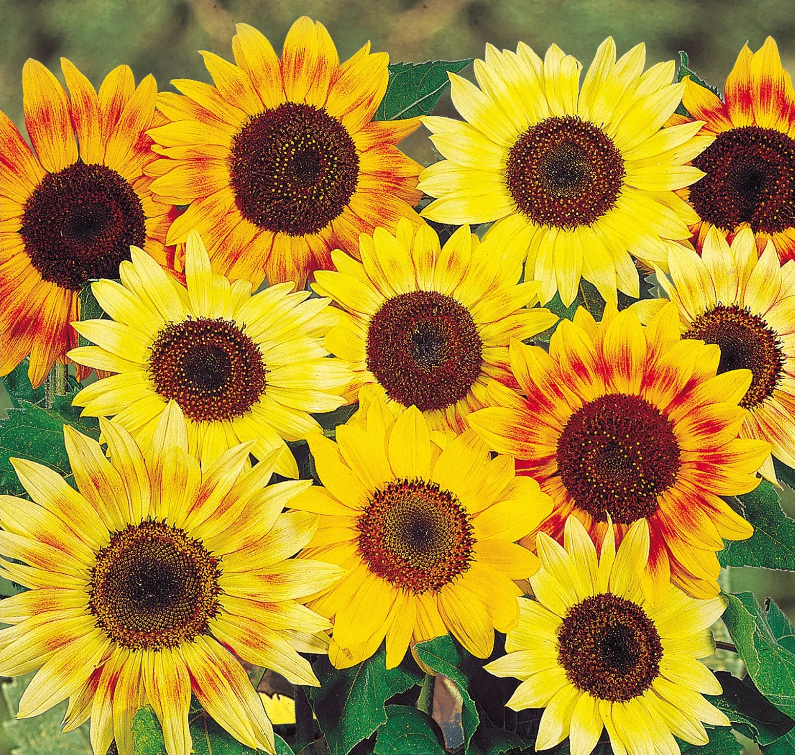 Music Box Mix Sunflower