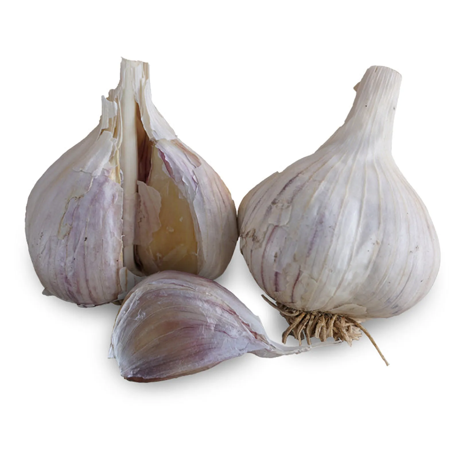 Music Hardneck Garlic