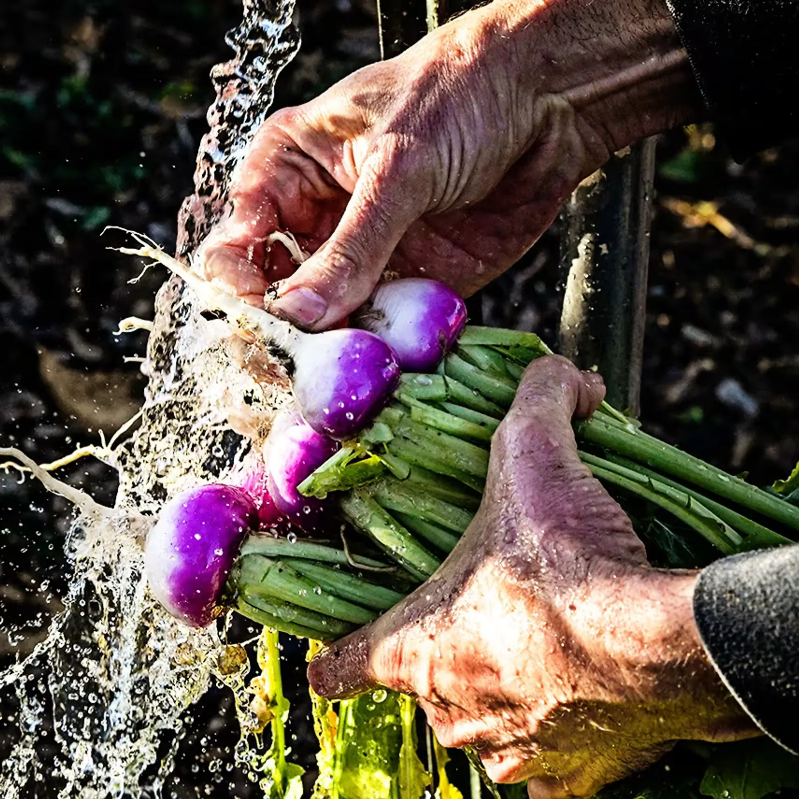 Nagasaki Akari Kabu Turnips