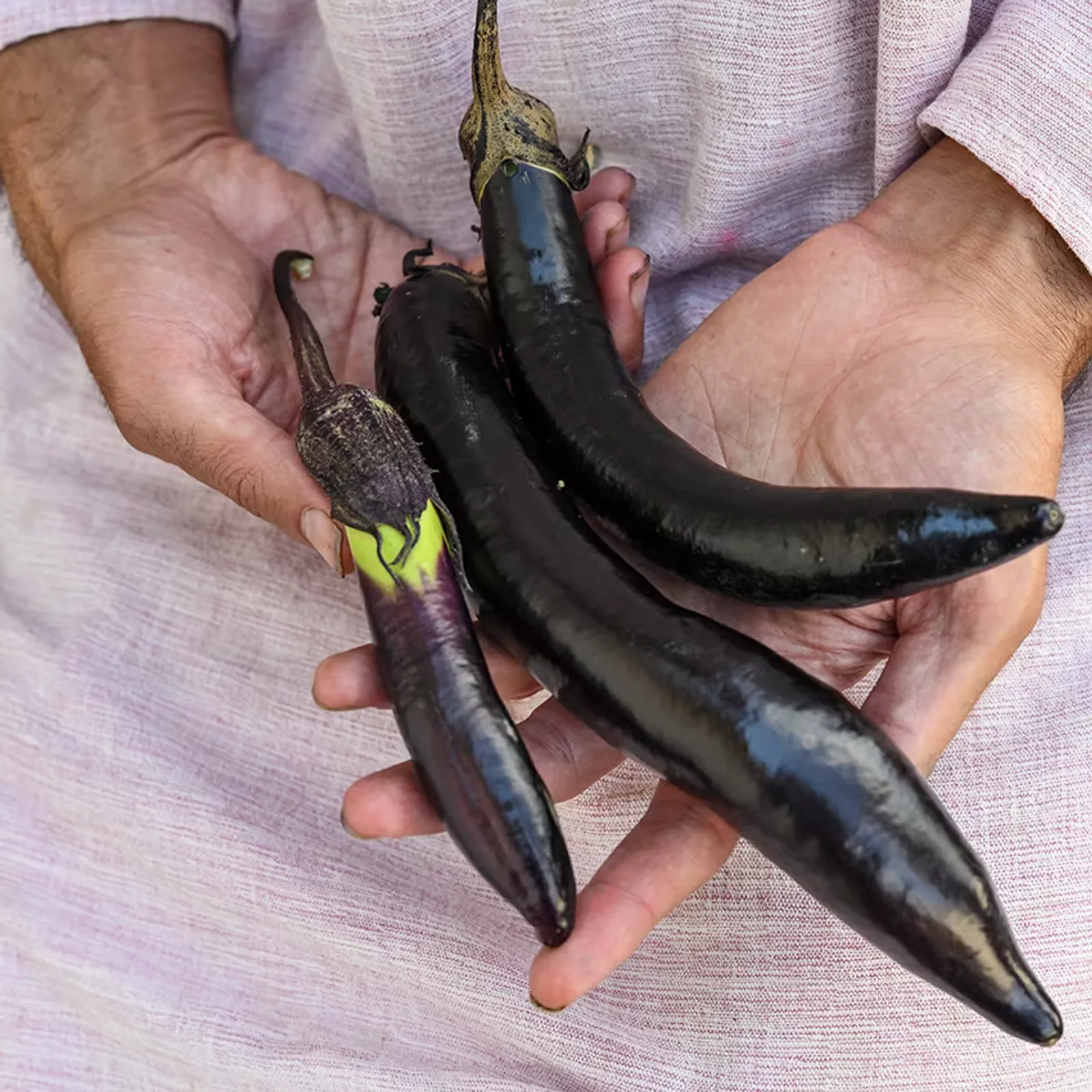 Nagasaki Long Eggplant