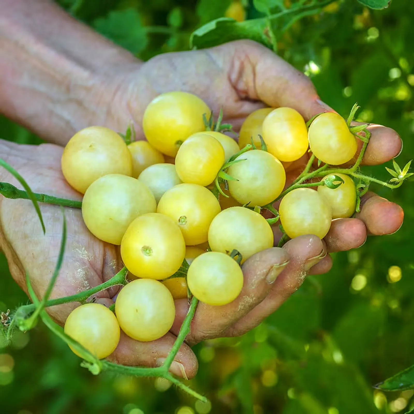 Napa Chardonnay Blush Tomatoes