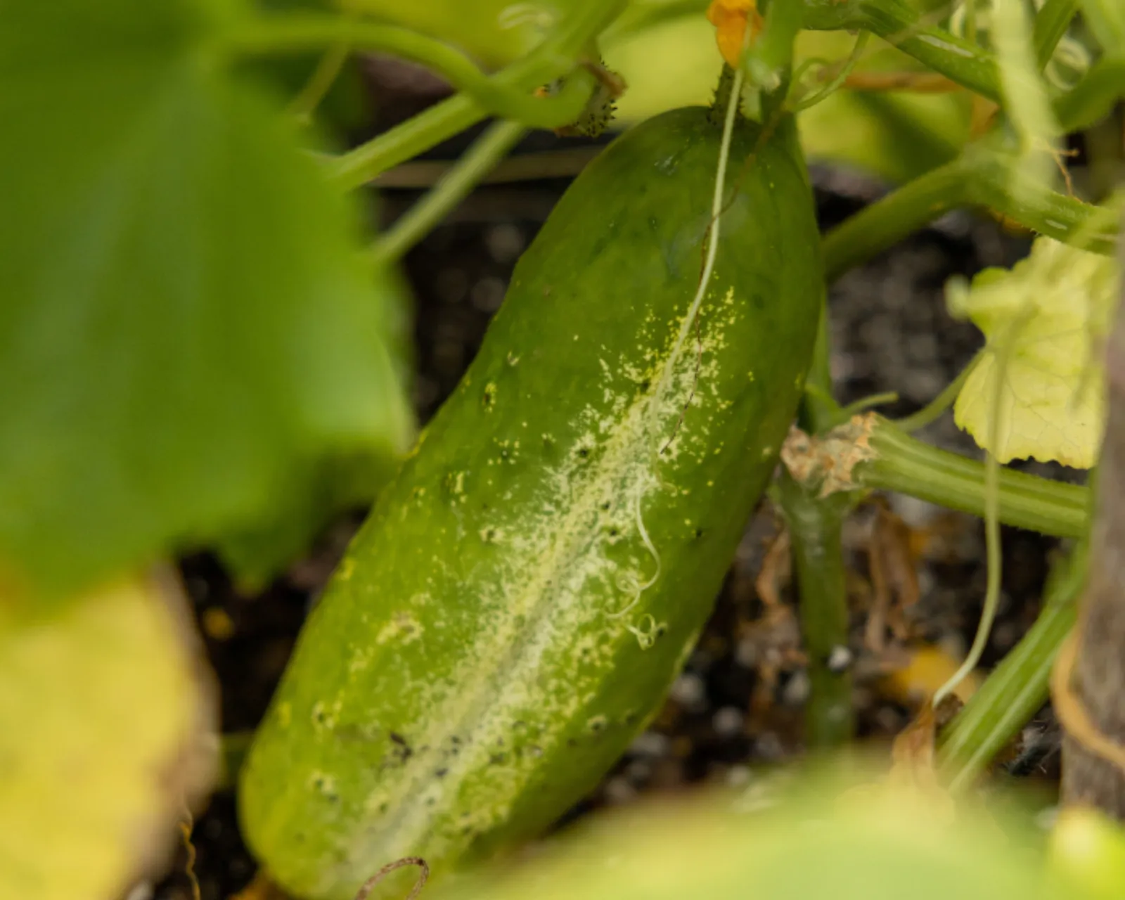 National Pickling Cucumbers