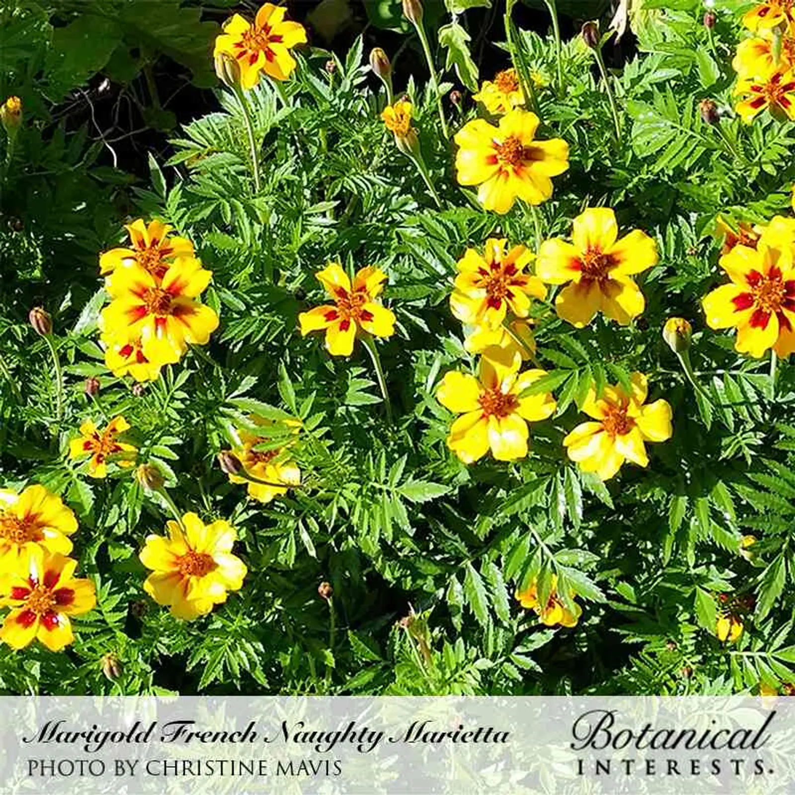 Naughty Marietta French Marigold