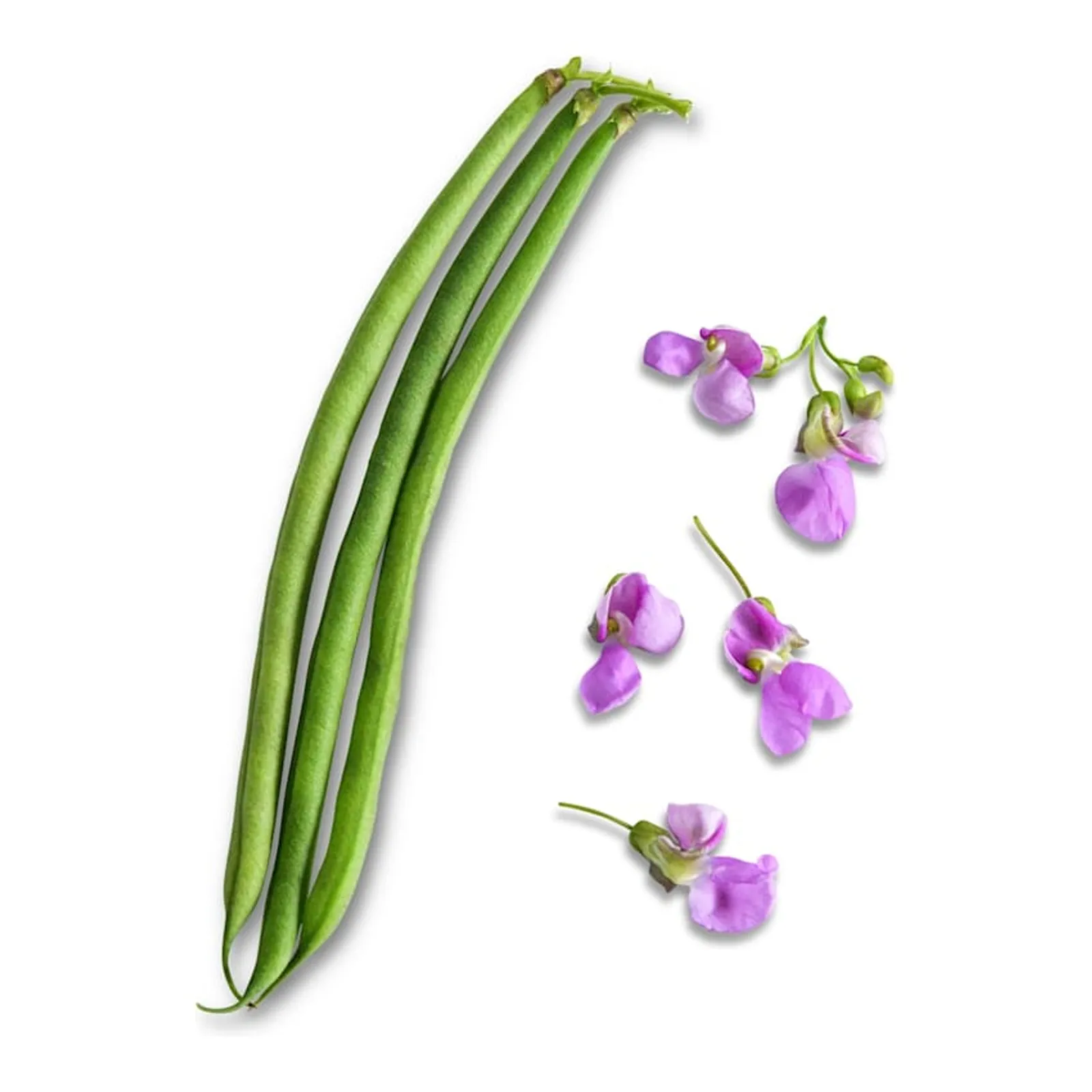 Nautica Dwarf Beans