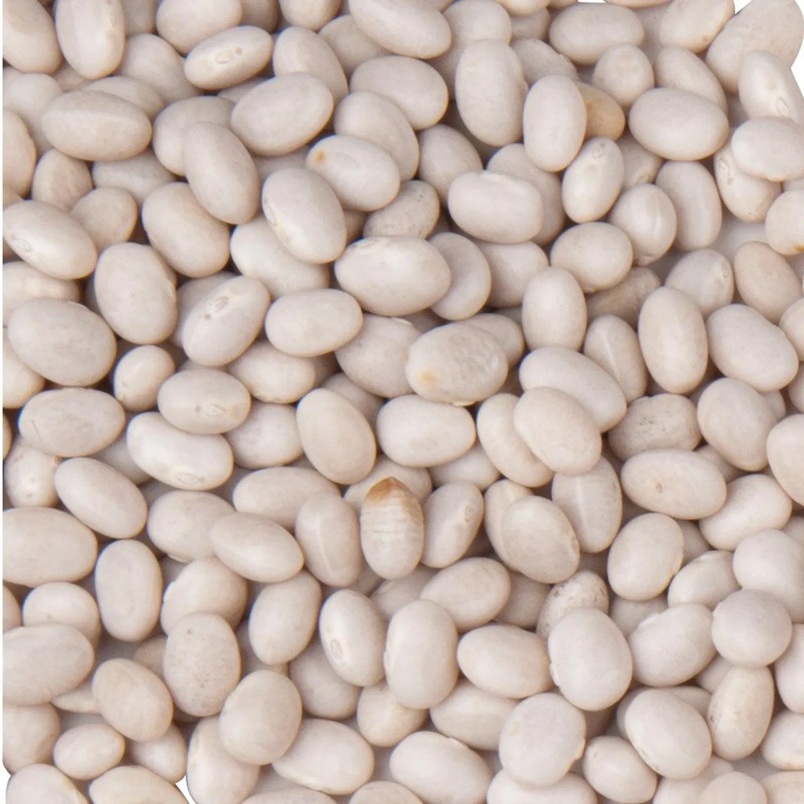 Navy Beans