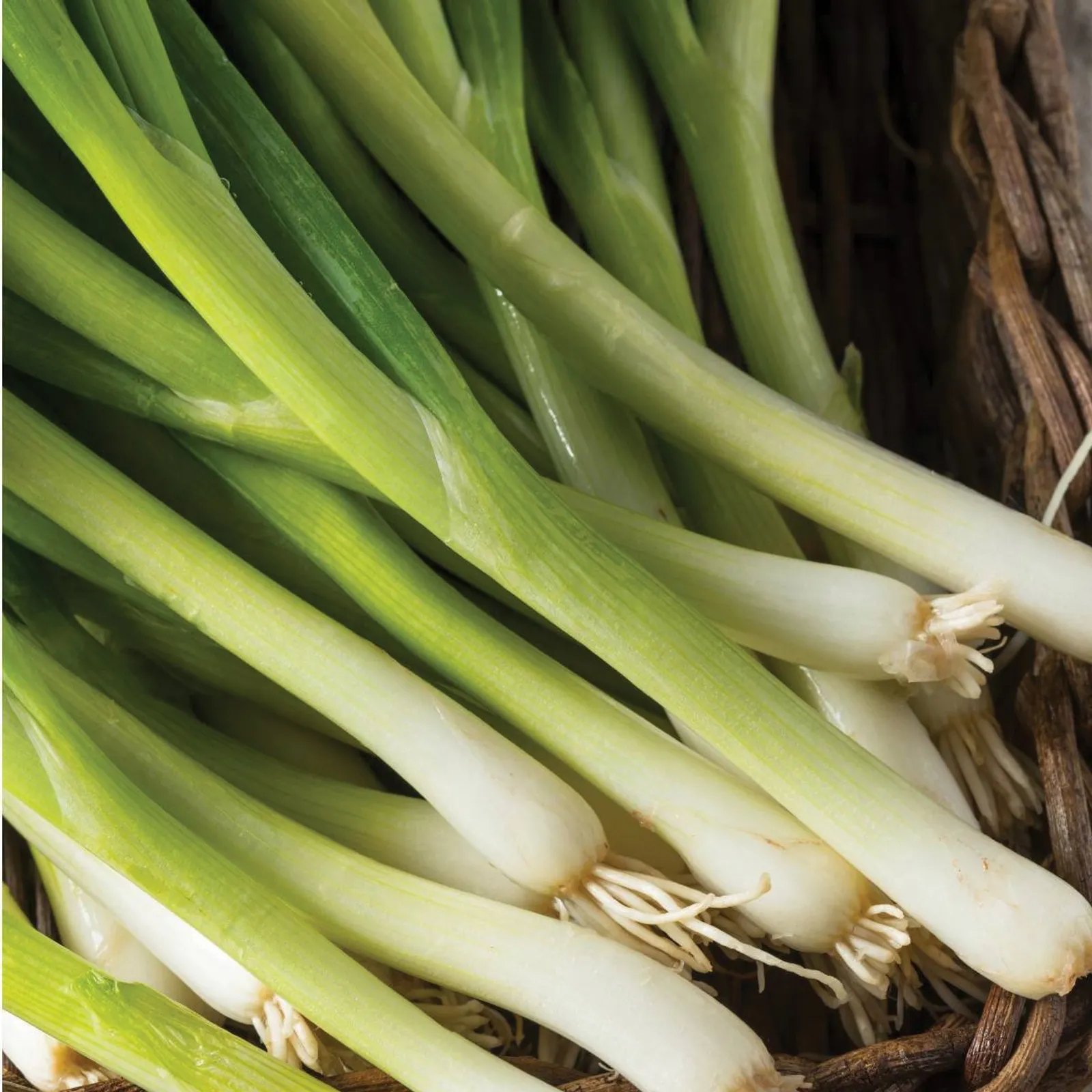 Nebuka Evergreen Bunching Onions
