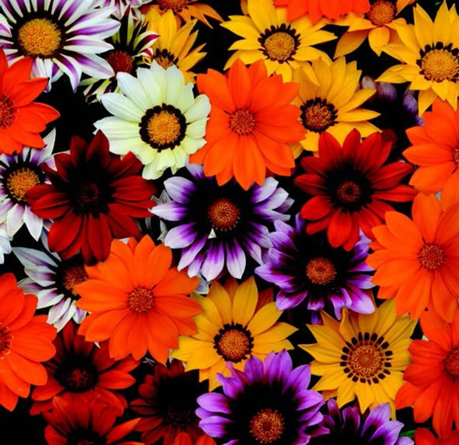 New Day Hybrid Mix Gazania Zinnia