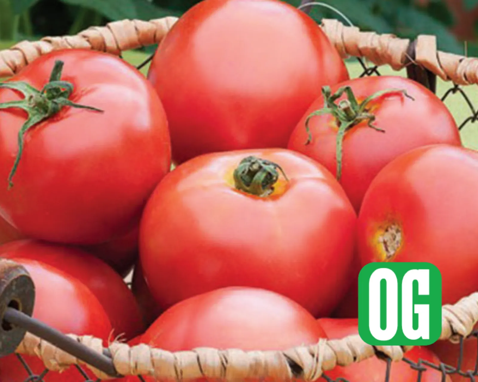 New Girl Tomatoes