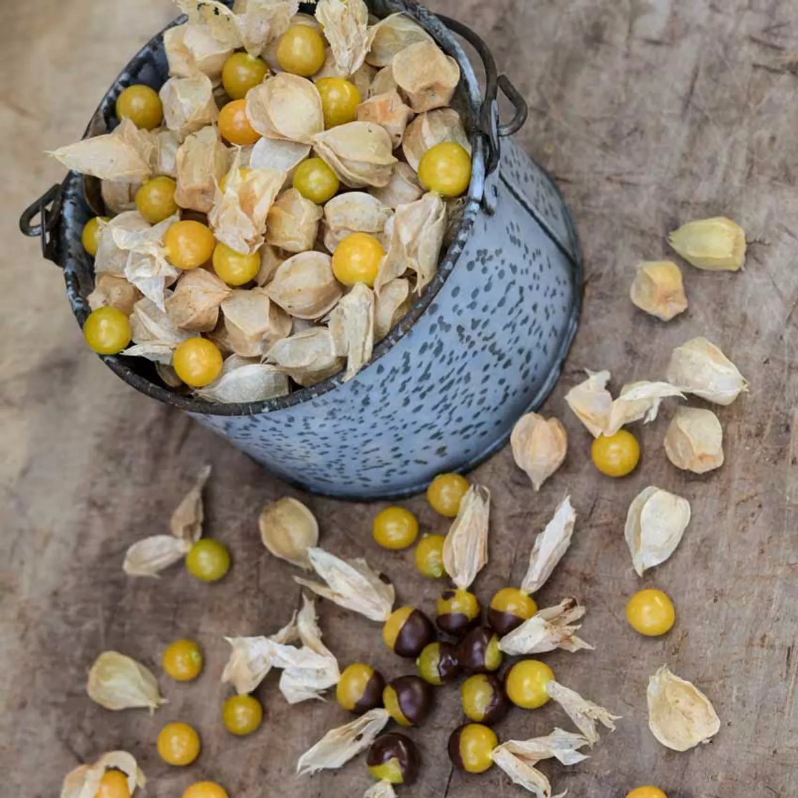 New Hanover Ground Cherries