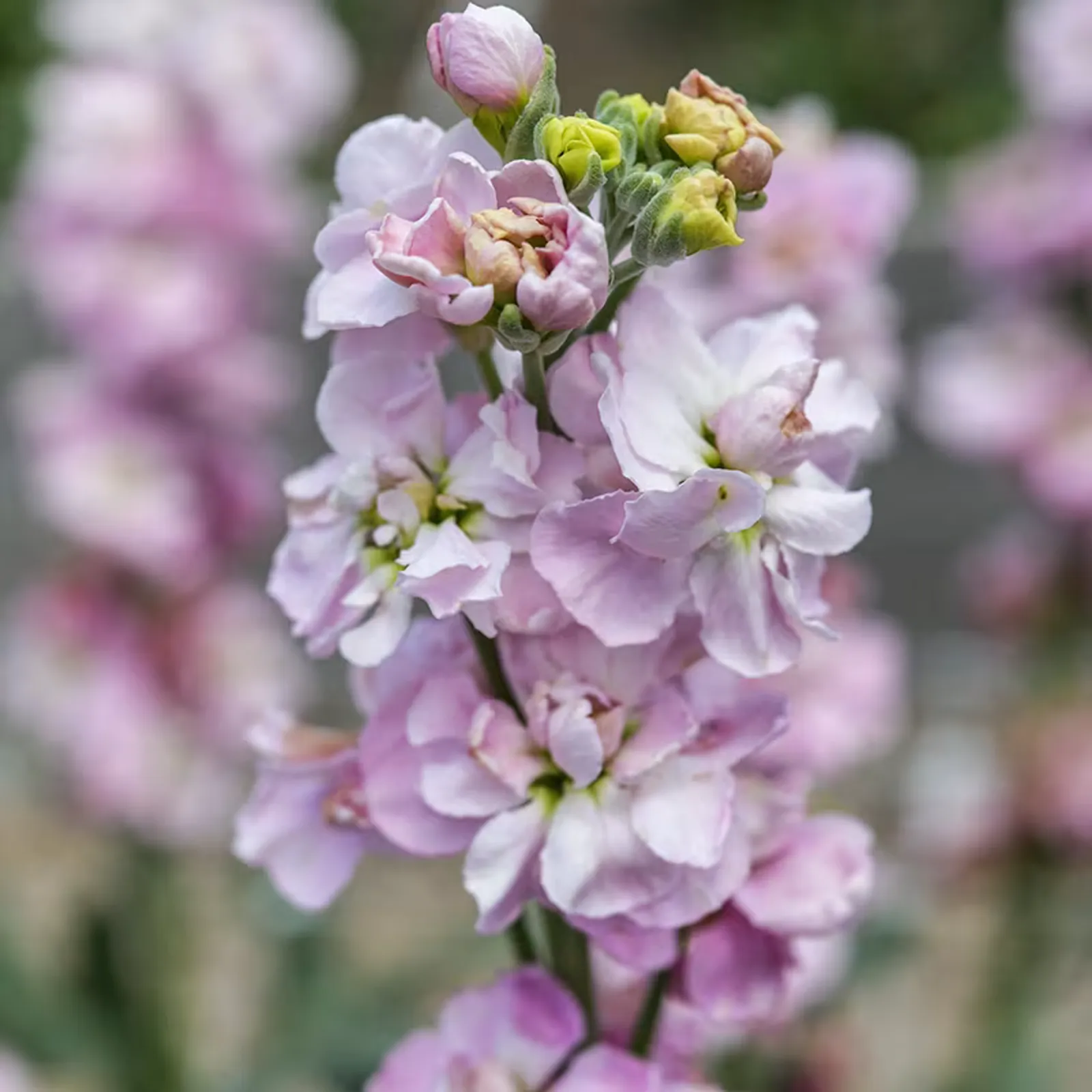 New Kabuki Light Pink Stock