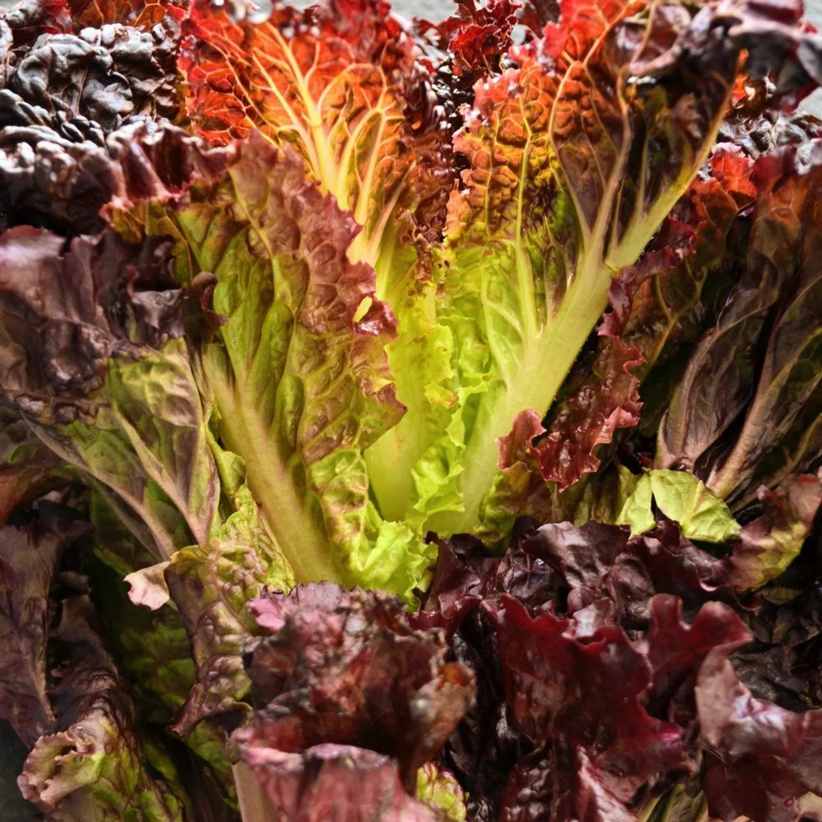 New Red Fire Lettuce
