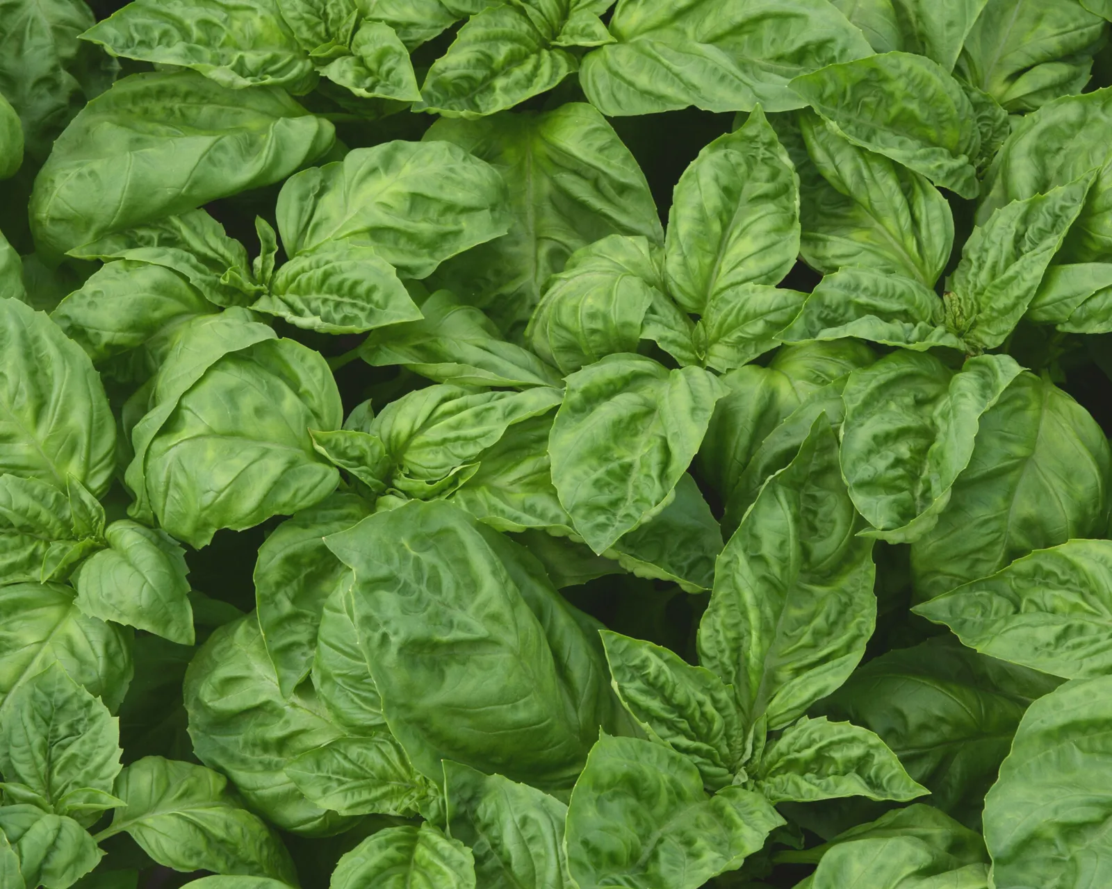 Newton Basil
