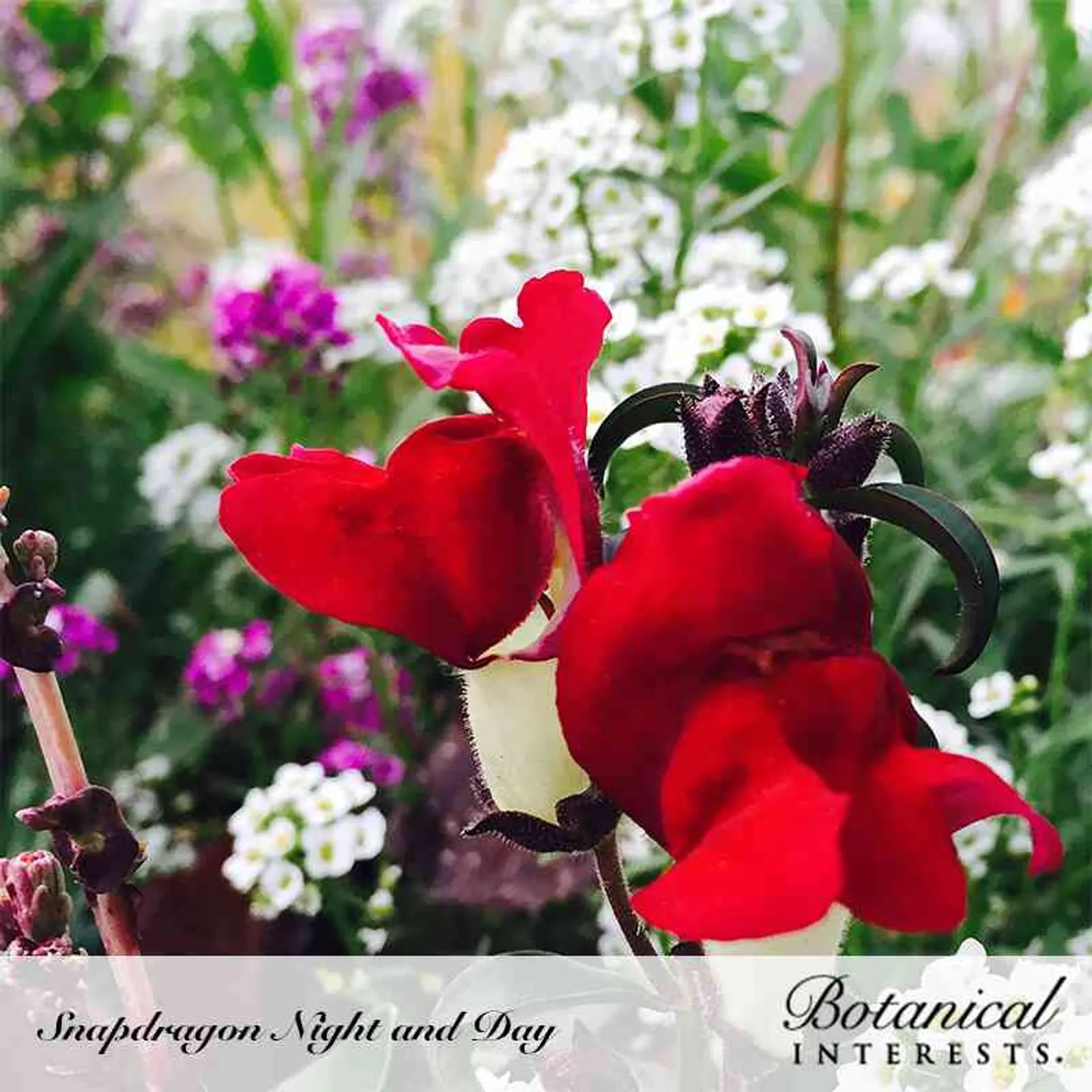 Night and Day Snapdragon