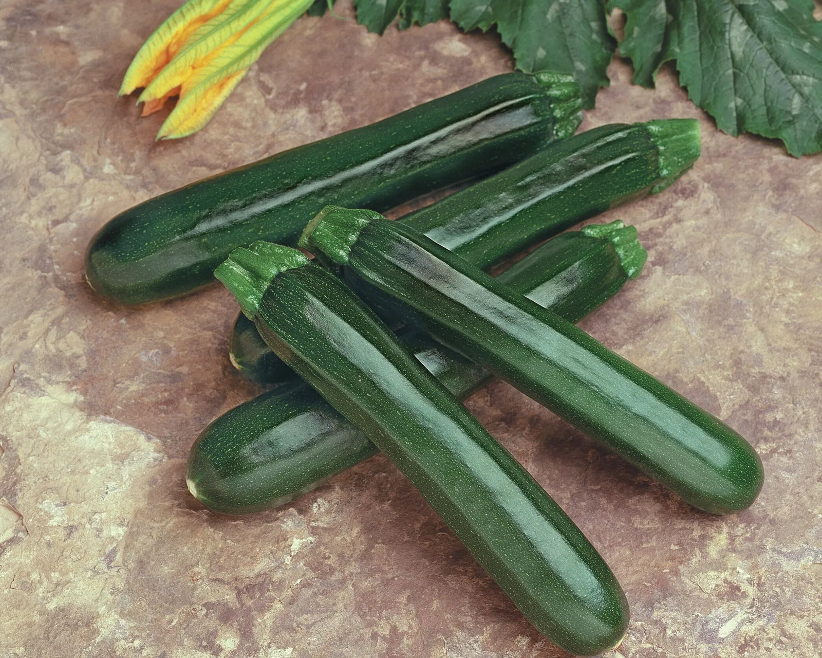 Noche Hybrid Zucchini Squash