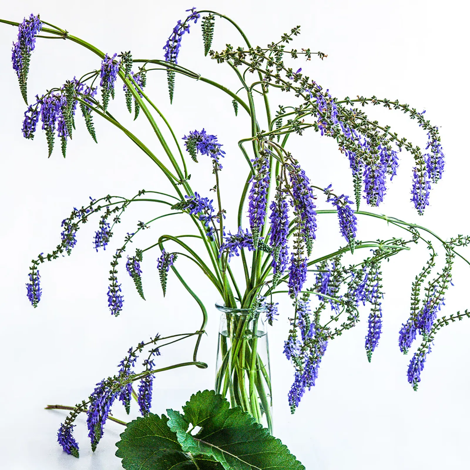 Nodding Sage