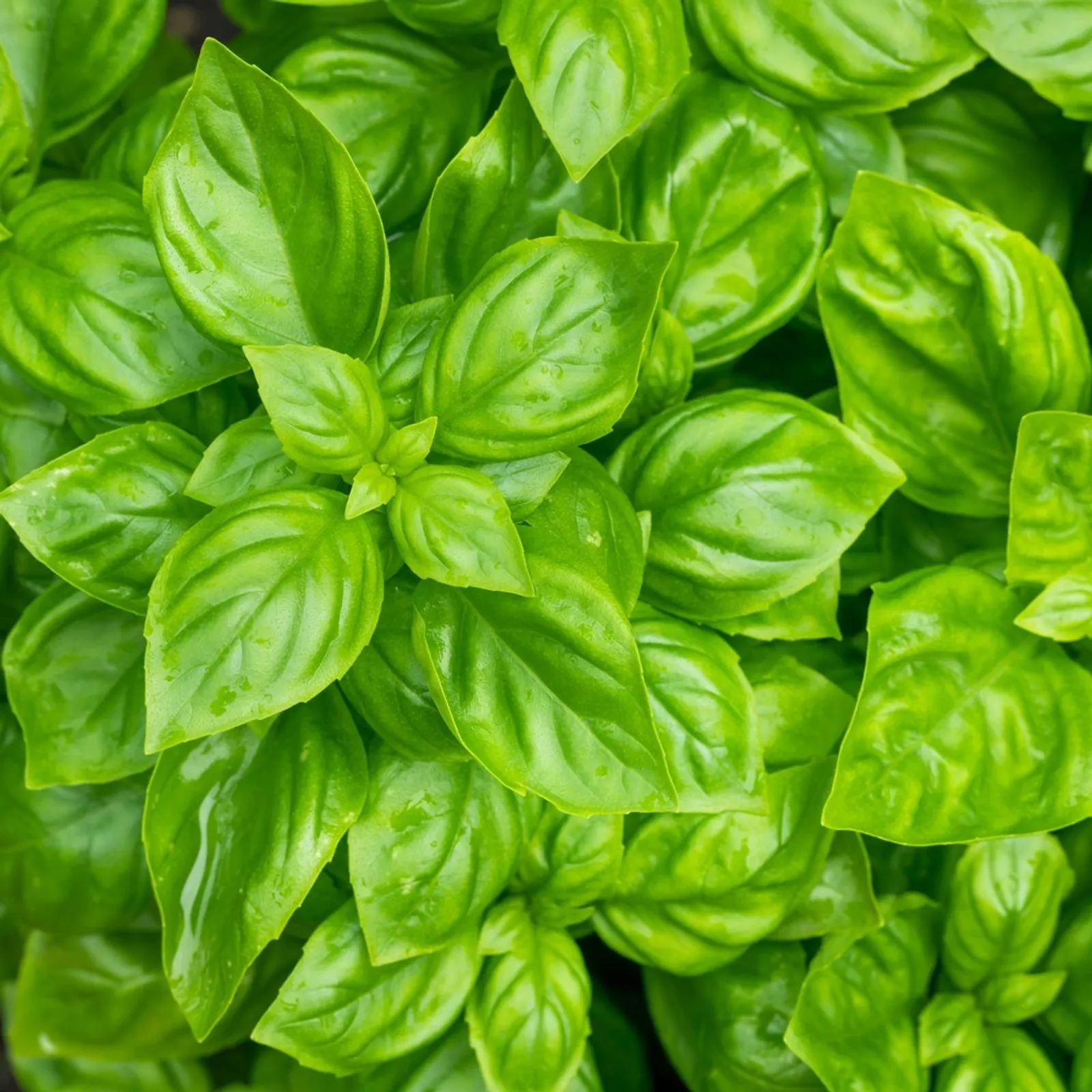 Noga Basil