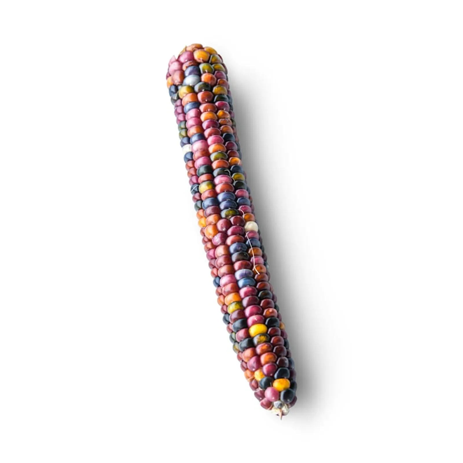 Northern Lights Corn