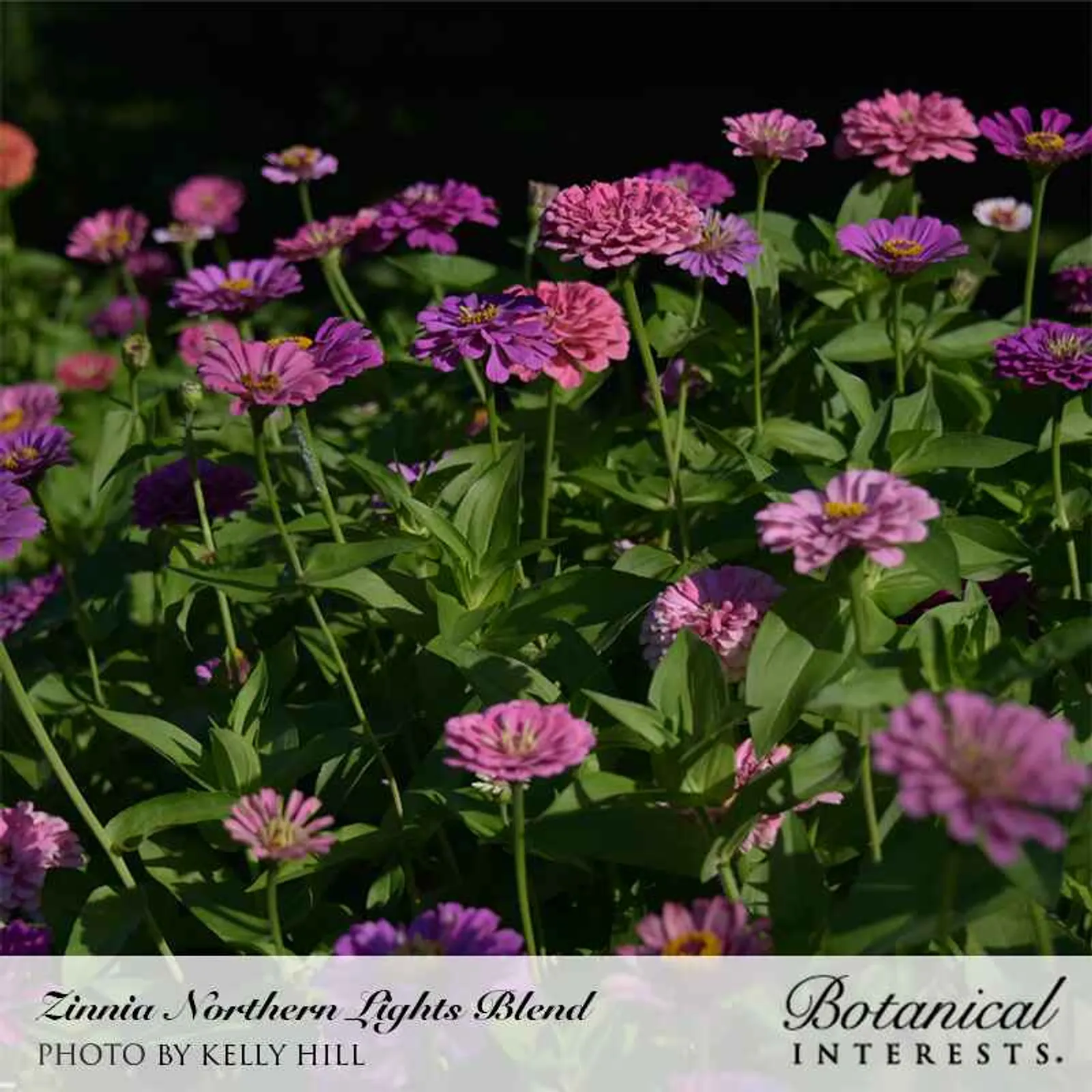 Northern Lights Blend Zinnia