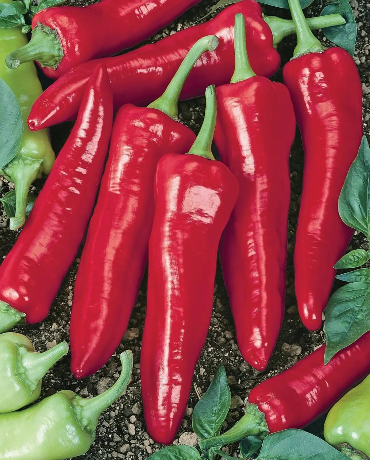 Numex Big Jim Peppers