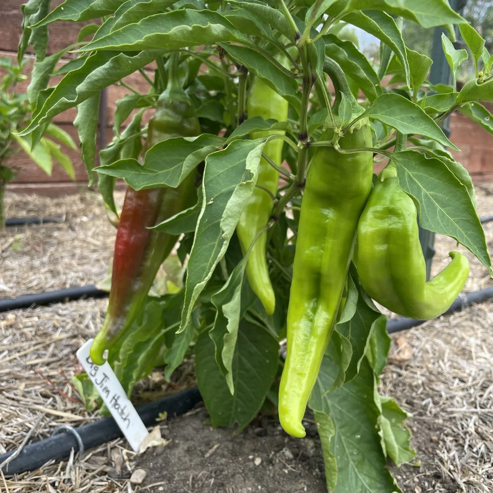 Big Jim Peppers