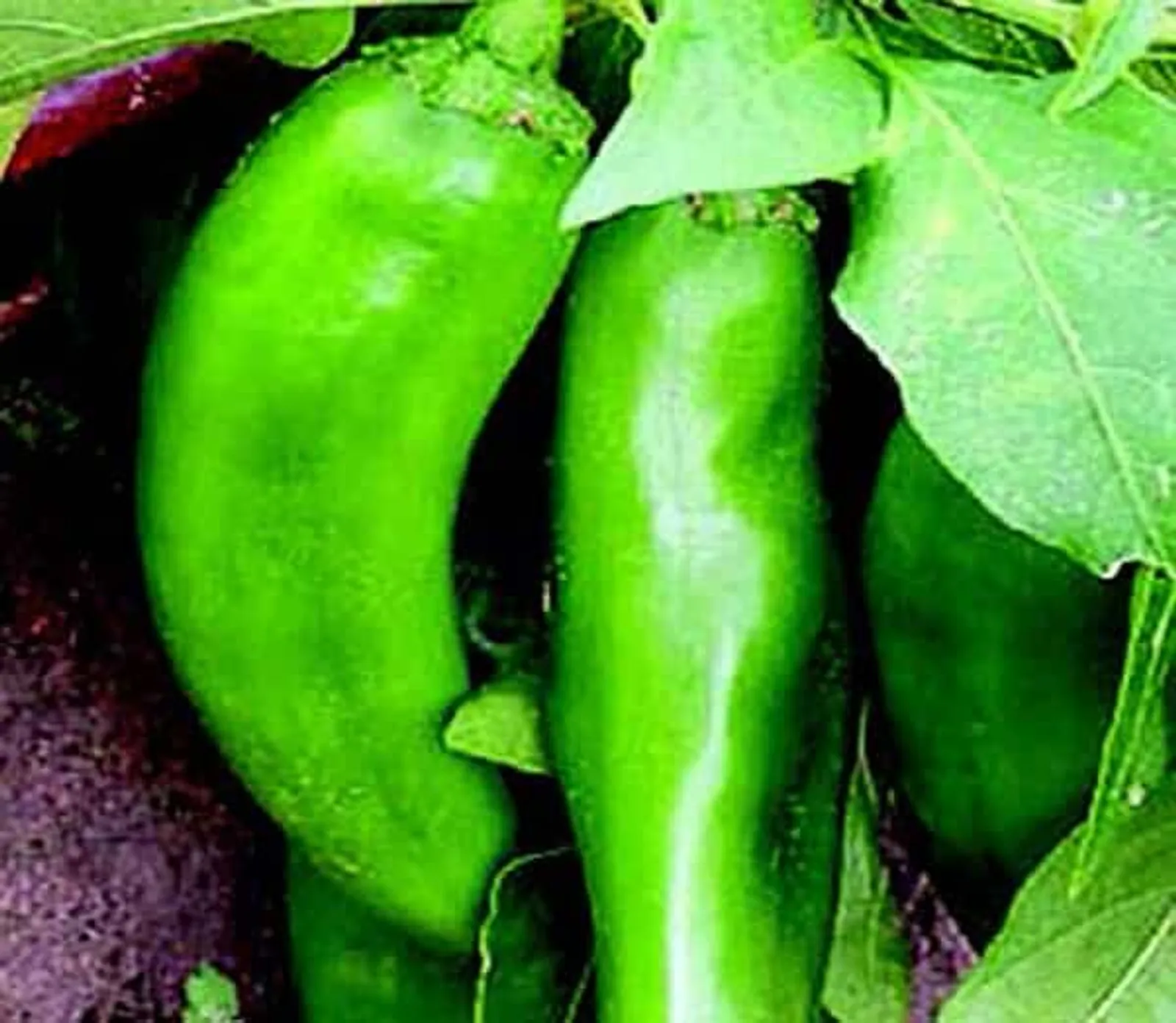 Numex Joe E. Parker Peppers