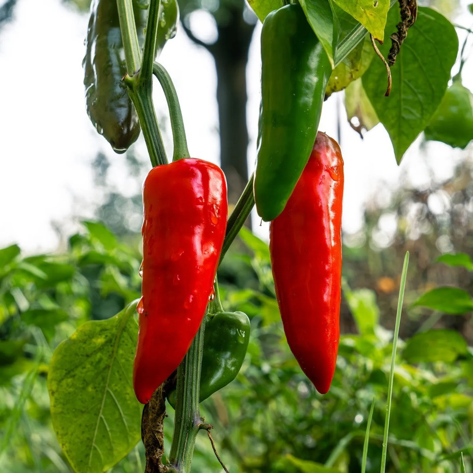 Anaheim Peppers