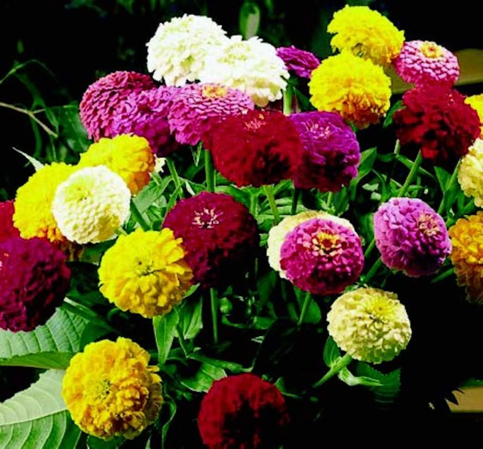 Oklahoma Formula Mix Zinnia