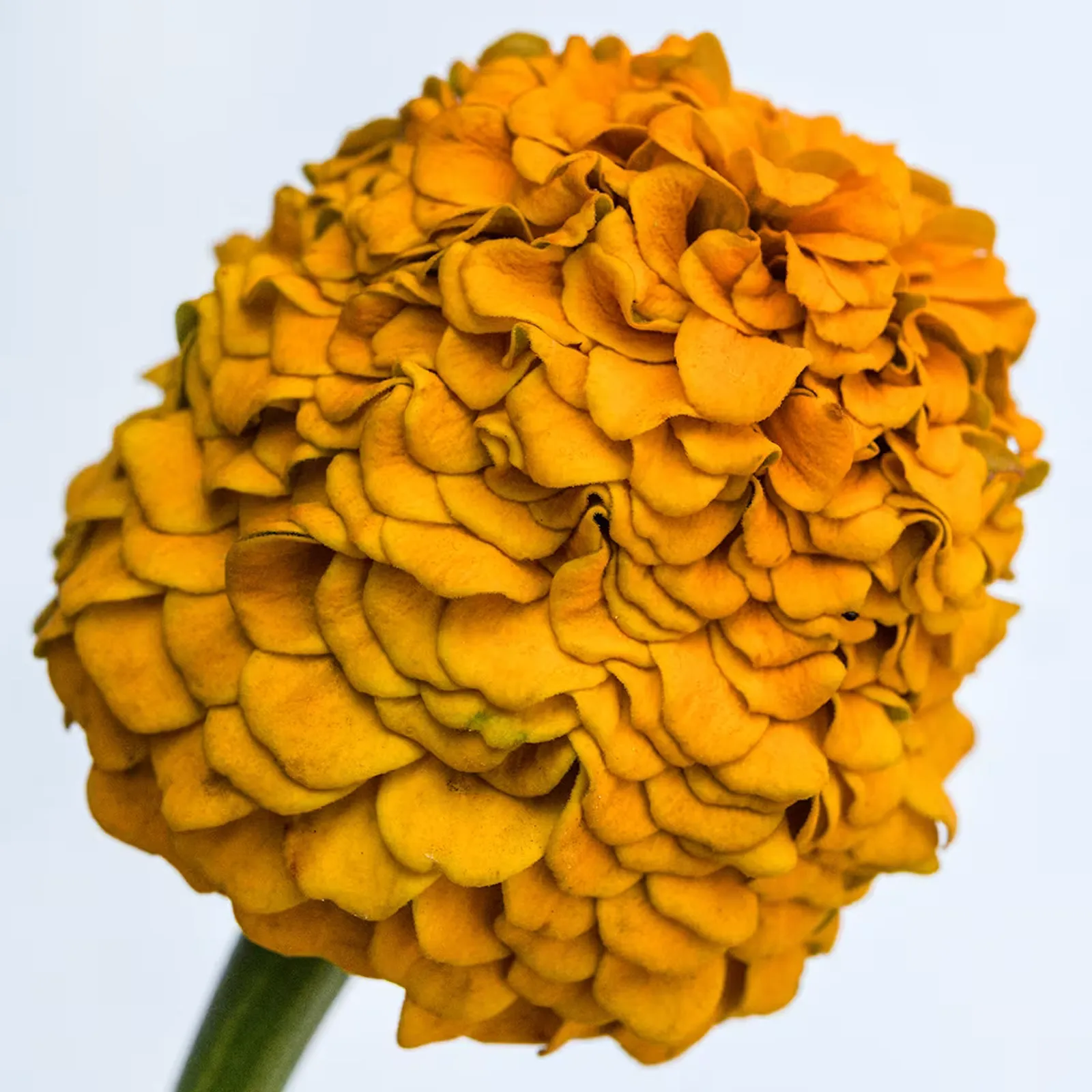 Oklahoma Golden Yellow Zinnia